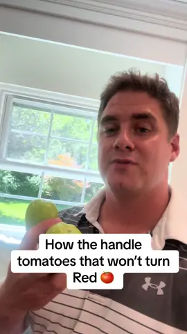 What to do with green tomatoes #gardening #garden #tomatoes #tips 