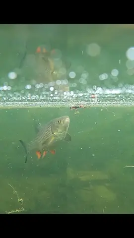 #fishing   #angling #usa     #aquarium #pond #water #carp #catfish #perch #fish   #wędkarstwo   #Рыбалка   #pesca #釣り #sturgeon #methodfeeder #funny #meme   #comedy   #lol #pond   #gardenpond #perch #tench #grasscarp #zander #chub     #mukbang #zanders   #hunt #attack #catfish #asm #redwigglers #worm    #worms