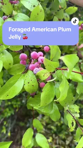 The abundance on my rural property in Georgia never stops amazing me! American plums are very diverse and grow in a range of sizes and flavors #foraging #foragingtiktok #naturesabundance #americanplums 