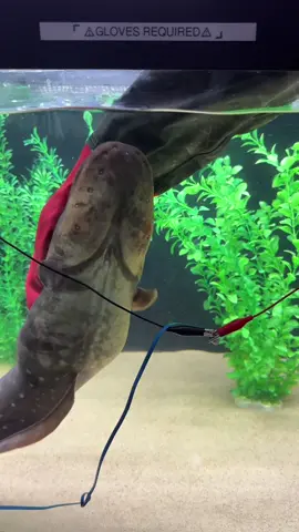 Petting Electric Eel! #electriceel #electriceels #electriceelshock #touchingelectriceel