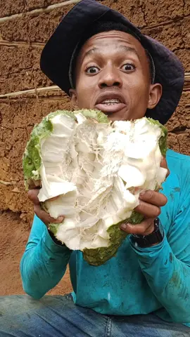 comendo graviola gigante #fruta #vidanaroça #tik 
