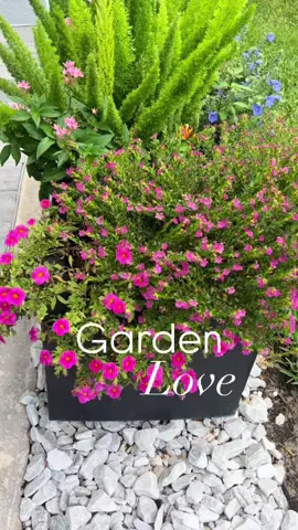 #garden #gardenideas #plantlover #plants #pergola #backyard #backyardmakeover #backyardideas #plantsoftiktok #plant #fypage #gardenproject 