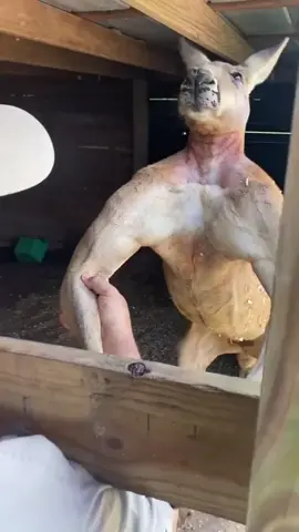 FINAL BOSS KANGAROO🤯 Throwback to meeting this beast🙌 I went in for a handshake but I think he had other intentions😅 I don’t what he’s training for but he’s looking good😁 • • • • #cool #strong #beautiful #kangaroo #wild #wildlife #fun #cool #video #moments #amazing #animals #texas #style #gym #day #tik #tok #tiktok #tiktokanimals 
