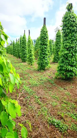 canh tác hồ tiêu rất đơn giản nếu bạn hiểu được nó#xuhuong #kythuattrongcay #taicanhhotieu 