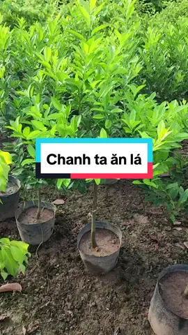 Cây chanh ta ăn lá,ăn quả#xuhuong #toiyeuvietnam #LearnOnTikTok #liveforthechallenge #chanhta 