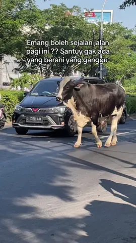 Tebak sapi siapa?? #sapi #wiyung #fyp #sugik #sapisugik #jalanjalanpagi #santuy #chil #surabaya 