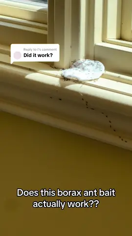 Replying to @I yes this ant bait really works! And fast! Just mix sugar, water, borax, and cotton balls. Do not clean up the ants, let them feednon the cotton balls, and take the bait back to the nest to share. #ants #nomoreants #antinfestation #antcontrol #antbait #antkiller #nomoreants #homemaderemedies #homemadecleaner #borax #antseason 