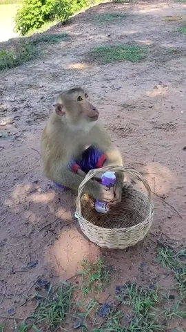 Mr. Monkey drinking juice #monkeys #monkey #monkeysoftiktok #cuteanimals #monkeyvideos #wildlife #cats #nature #animals #monkeyworld #monkeybaby #cute #pets #ape #unitedkingdom #canada #italy #unitedstates #highrpm #london #england #funnymonkey #meme #funnyanimals #funny #foryou #europe #monkeylovers #monkeylife #uk 