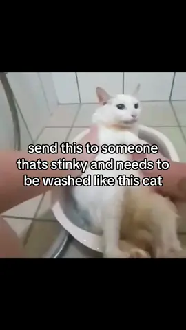 #fyp #catsoftiktok #cattok #gatostiktok #cleancat #bathcat #relatable #catmemes #sendthistothem 