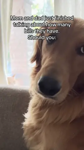 Might be all of the above 😬 #fyp #foryou #dogs #dogsoftiktok #puppy #goldenretriever #maple #dog #pets #humor #jeopardy #pup 