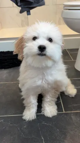 Milo was long overdue for a bath… All jokes aside, we were gifted this amazing dryer from @Jellyfishdryer and it has CHANGED our bath GAME 👏🏼 highly recommend if you have a double coated dog that takes FOREVER to dry.  Use CODE: “Milo” for 50% off at check out 🫶🏼 #maltipoo #cutepuppy #puppy #puppylover #cutedogs #bestdog 