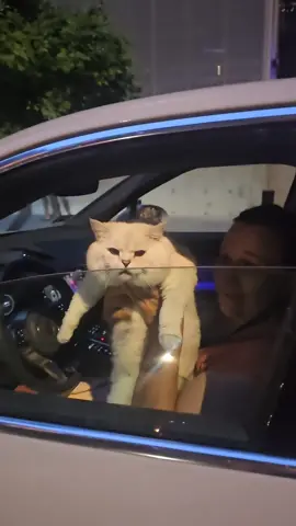 Driving around with mom 🚗 🐈 😻 