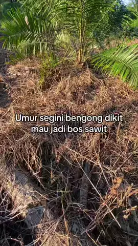 Wkwkwk#masukberanda #bossawit🌴 