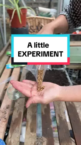 Can this gardening hack save money?  Im going to see if coriander seeds for cooking are viable compared to coriander seeds bought from a reputable seed seller  #gardentok #growyourown #coriander #cilantro #gardenhack #gardeninghacks #gardenideas 