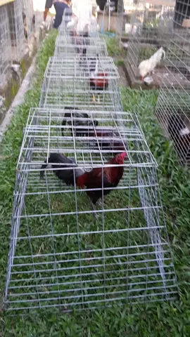 sold out 8 ekor tujuan manado #batilijayabreeder #peternakmuda #hobbyayam #fyp #fypシ゚viral #anakanimport #ayamphilipin🇵🇭 #goldenboysweater #bonecrusher #spangledhatch #bulanganlondong #ayamimportfilipin🇵🇭 