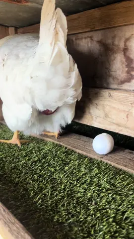 And that is how it's done!! Live footage just in from Farmer Phil. Our 49 chickens are laying up a storm! Fresh yummy eggs for breakfast for everyone! #fresh #farmeggs #egg #chickens #farmstay #experience #breakfast #Love #liveaction #freshwatercreekcottages #familyfriendly #countrylife #fun 