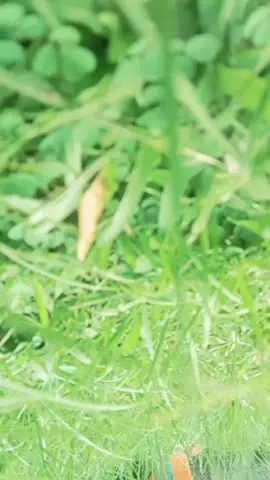 eyyy, @LJ @jennyfirl grate paunon @jonamae.benzon #typ #foryoupage 