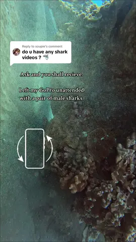 Replying to @soupie taken today, just for you. Ill upload the full video to youtuuube now!!! #fyp #sharks 