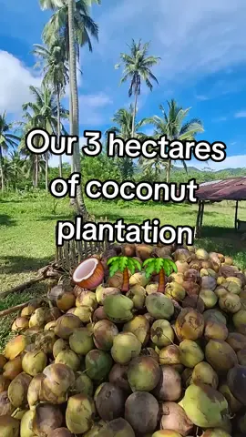 ang aming 3 hektaryang niyogan o coconut plantation dito sa probinsya ng camarines norte. #camarinesnorte #coconuts #magniniyog #BINI #juanmagsasaka #niyogan #niyog #treeoflife #cocosnucifera 