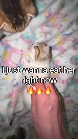 I just wanna eat her right now 🔥🔥🔥 #kitten #newborn #cute #cats #fyp #fypシ #foryou #kittensoftiktok #meow 