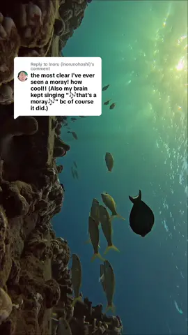 Replying to @Inoru (inorunohoshi) yes, we all got booped 🧜🏻‍♀️ #amore #fyp 