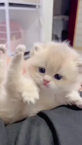 #cute #Meow #Cute cat daily life