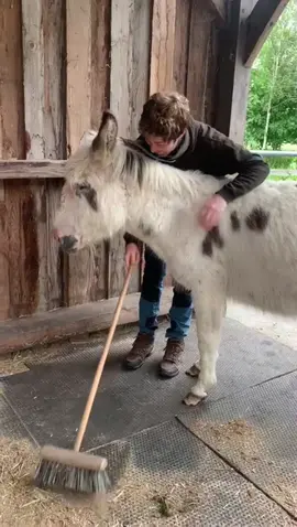 Daniel has known Norman donkey since Norman was born here at the sanctuary. They have a special bond and Norman likes to help out with stable duties!! #donkey #animalsanctuary #snowdonia #BestFriends #donkeysanctuary #velcro 