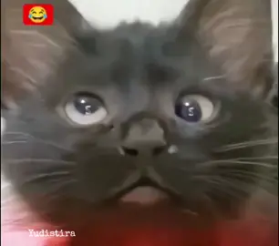 Hahaa...🐱 #🐱 #fyp #funnyvideos #funny #cat #Love #vibes #moment #song 