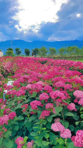 Hoa xinh, nên người xem ảnh cũng xinhhh❤️❤️#flower #hoaxinh #garden #beatifulflowers #foryou #relax #relax #nhạcchill #canhdep #travel 