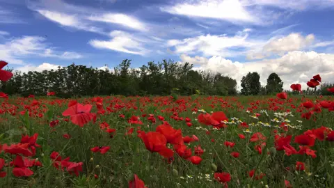 Fantastic field of poppies and daisies in spring 4K - Sony A7 IV + Samyang Cine 14 mm