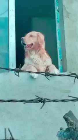 A touching and interesting story.#tiktok #fyp #foryou #animals #puppy #dog 