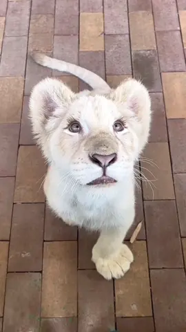 CiCi‘s eyelashes are very beautiful#animals #cuteanimals #lion #lionbaby #zoo 