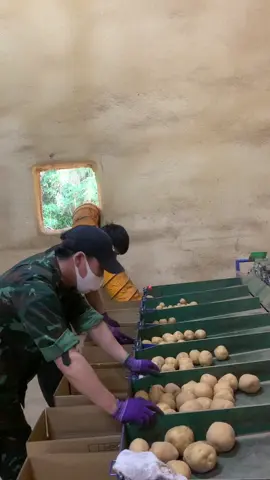 #音声効果チャレンジ KHOAI TÂY NHÉ MN. KHOAI TÂY ĂN NHANH.KO ĐỂ ĐC LÂU NHƯ KHOAI LANG NHÉ MN.#cuocsongnhatban #nongnghiepnhatban #nhatban #xuhuongtiktok #nhatban🇯🇵 