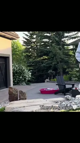 [Noah liked]#elianakalogeras #noahrisling @eliana.kalogeras @noah risling #cute#Love#blowthisup #fyppppppppppppppppppppppp @sundaykalogeras @demitrakalogeras #viralvideo 