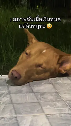 #แป็ปชี่เอง 