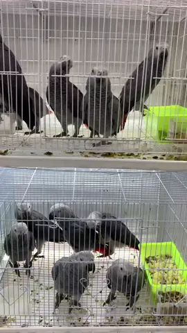 African grey parrots: adorable Parrot for adoption adoption to most families, they make excellent pets for children and first time pet-owners! 🌄Transform your home into a paradise for parrots by welcoming one of my African grey parrots into your life! These intelligent and affectionate birds thrive on social interaction and will quickly become an irreplaceable part of your family.  Just inbox 📥 me if interested thanks.