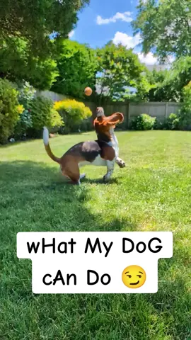 Basset hounds know no limits 😏 #bassethound #puppydog #bassetsoftiktok #dogs   