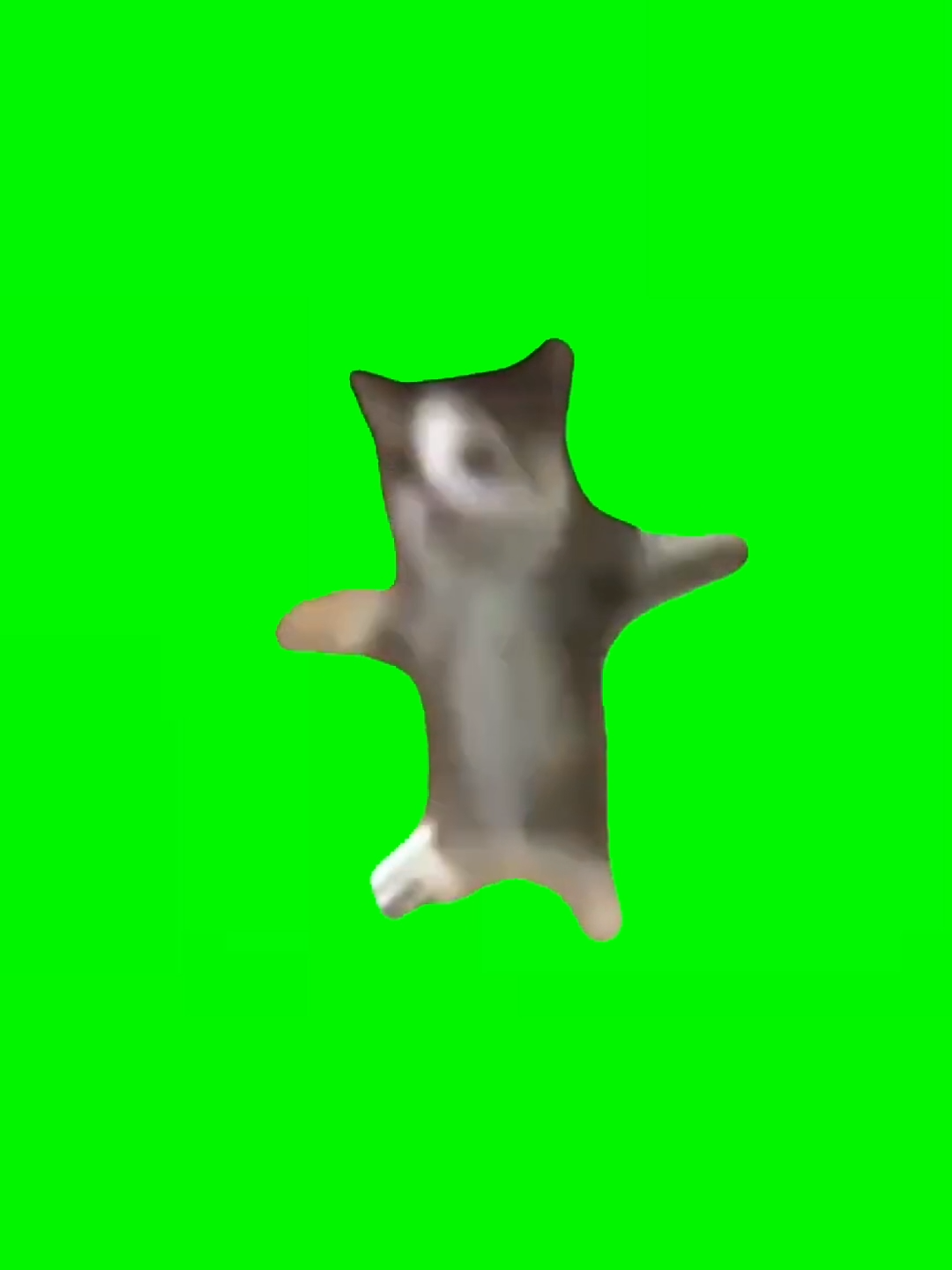 Happy Cat #happycat #happyhappyhappy #meme #greenscreen #fyp #foryou #happysong #dancecat #catsoftiktok #pet #kitty #catlover