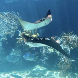 : 𓏲🐋 ๋࣭  ࣪ ˖✩࿐࿔ 🌊🐚 #sea #ocean #oceanlife #sealife #water #waves #oceananimals #oceanaesthetic #sealifeaquarium #seacreatures #seacreatureaesthetic #mermaid #mermaids #mermaidaesthetic #blue #dolphins #sharks #crabs #shells #underwater #calmingsounds #calmingaesthetic 