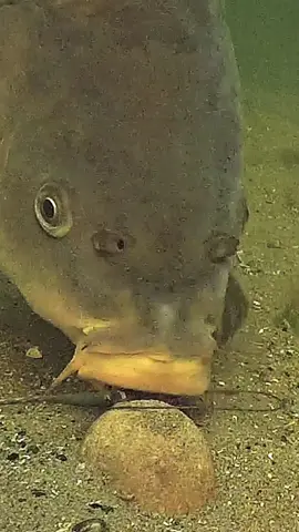 What is the best hookbait?