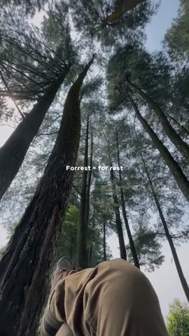 Sunyi, sepi, tenang.  #naturevibes #fypage #hutanpinus 