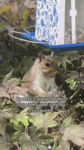 Maybe she has babies!? 😬💙 #squirrel ##squirrelsoftiktok##squirreltok##squirrelsounds
