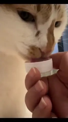 Mmmm yes exquisite water 🤌 #catmeme #sillycat #cattok #catsoftiktok #cat 
