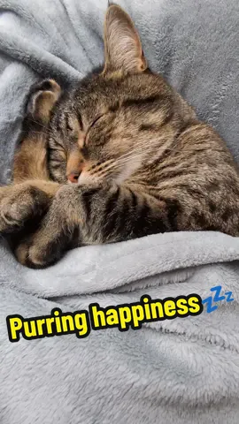 Misti purring happiness 💤😸💟😸💤 #cat #asmr #viral #catsoftiktok 