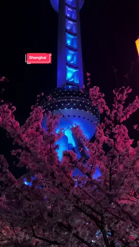Tháp truyền hình Đông Phương Minh Châu vào mùa anh đào🥰🥰 một biểu tượng của Thượng Hải phồn hoa #shanghai #dulichtrungquoc#muahoaanhdao #fyp #上海 