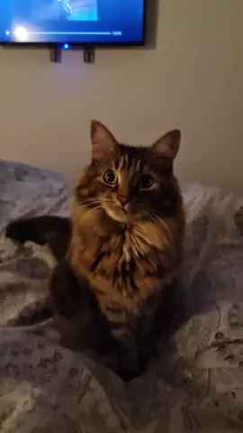 She's so gorgeous 🥰  #catsoftiktok #cat #belle #tiktokfun #fyp #viral 