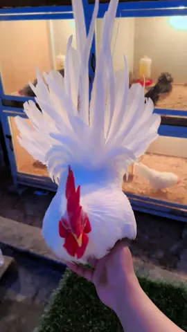 Ayam hias kate import White chabo thailand kaki SNI 😊😊🙏🙏#chabo #thailand #fyppppppppppppppppppppppp #kateindonesia #ayamlucu #ayamlucu#whitechabo #capcut #arosbaya #bangkalan #madura 