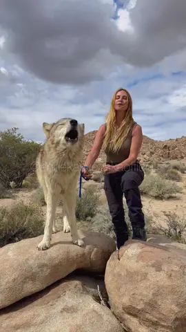 Beautiful Wolf Howl compilation. Did you know that wolves have several different howls that mean totally different things? Lonesome howl, pup howl, confrontational howl, group chorus, rallying howl. Come learn with me on YouTube channel Animal Watch. #wolfhowl #wolveshowling #wolf #wolves #wolfpack #wolfgirl 