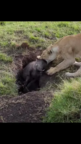 Leoa encontra toca de javali. #animals #wildboa #lioness 