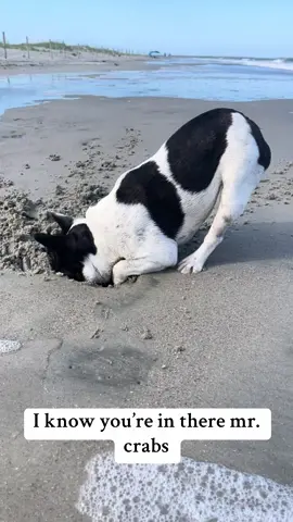 oh mr crabs thinks hes funny trying to hide from me! You cant hide forever! #frenchie #frenchies #frenchbulldog #frenchbulldogs #frenchiesoftiktok #frenchbulldogsoftiktok #frenchielife #frenchielove #frenchiepuppy #frenchbulldogpuppy #doglife #dogmom #funnydog #cutedog #doghumor #bulldog #bulldogsoftiktok #beachdog 